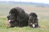 DOGUE DU TIBET 743